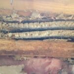 Hive Removal Services by Southern Wildlife Management | Southern Pest Management Hive Removal Services by Southern Wildlife Management