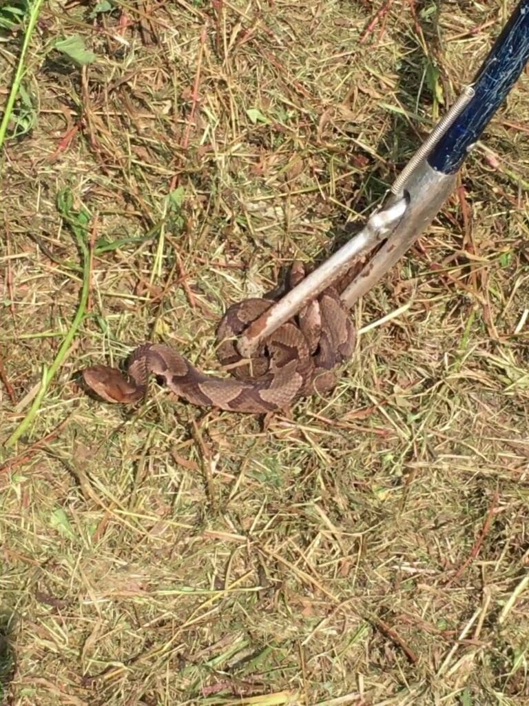 Copperhead Removal_moment | Southern Pest Management