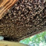 1632db27-191d-44df-8254-c9fdefd45760_1_105_c | Southern Pest Management Lots of honeybees on hive that we are removing