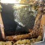 1c5f4369-885d-4de8-92e9-1befc4553f6f_4_5005_c | Southern Pest Management hornet nest removal - cutout from wall