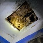 28697f61-8544-46d0-a182-85fec0524ee0_1_105_c | Southern Pest Management hive cutout
