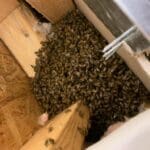 32d36c0e-5693-40d4-919a-8b8c6183a40c_1_105_c | Southern Pest Management very active hive removal
