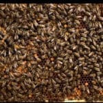 417555e8-9fde-470a-b7ce-4263cf0ff7f0_1_105_c | Southern Pest Management hive close up image