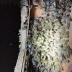 4dccf217-88cc-4eb9-b6f9-eb50ba4acbb6_1_105_c | Southern Pest Management Hive removal from walls