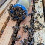 A29e09c7-0bdf-45ed-92b9-533fddd6645f_1_105_c | Southern Pest Management more honeybees