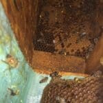 B3ce3294-5eba-4a54-9b85-884bab7f63c6_1_105_c | Southern Pest Management Hive cutout Alpharetta