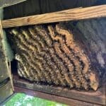 B95a95af-352a-4fdf-9488-d2e279854d83_1_105_c | Southern Pest Management hive being removal from structure - north georgia hive removal