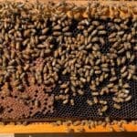 Bc02ca19-1142-49d4-a9ca-2ae6933cb5b4_1_105_c | Southern Pest Management hive removal