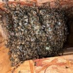 Be154d3f-5b60-4a44-8509-97059d4718ed_1_105_c | Southern Pest Management bee hive in wall