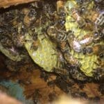 Bee Hive Removal | Southern Pest Management Bee cutout in Milton