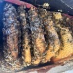 F953ed15-e6d5-4b83-a888-ab17dc7ad287_4_5005_c | Southern Pest Management hive removal from wall